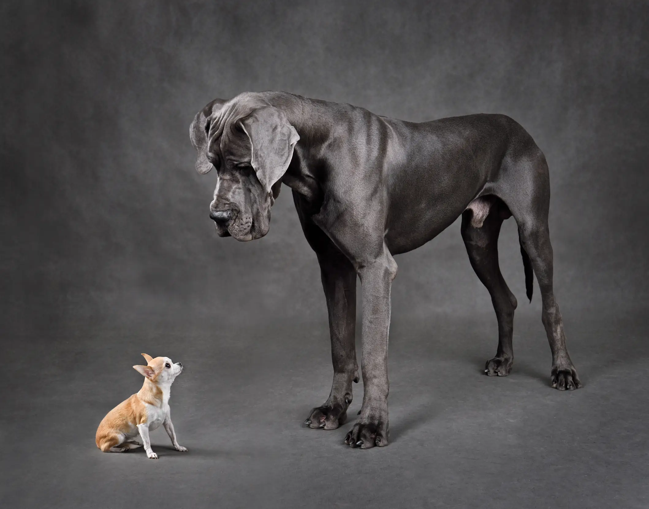 Task vs. ValueTask in .NET: Ein Vergleich